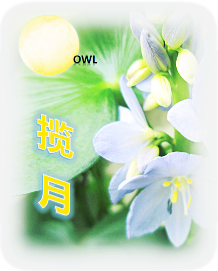 揽月
